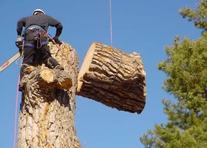 Tree Cutting