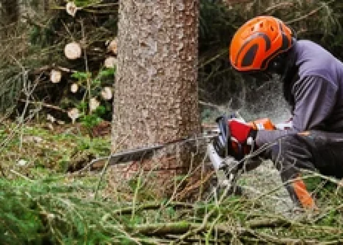 tree cutting two